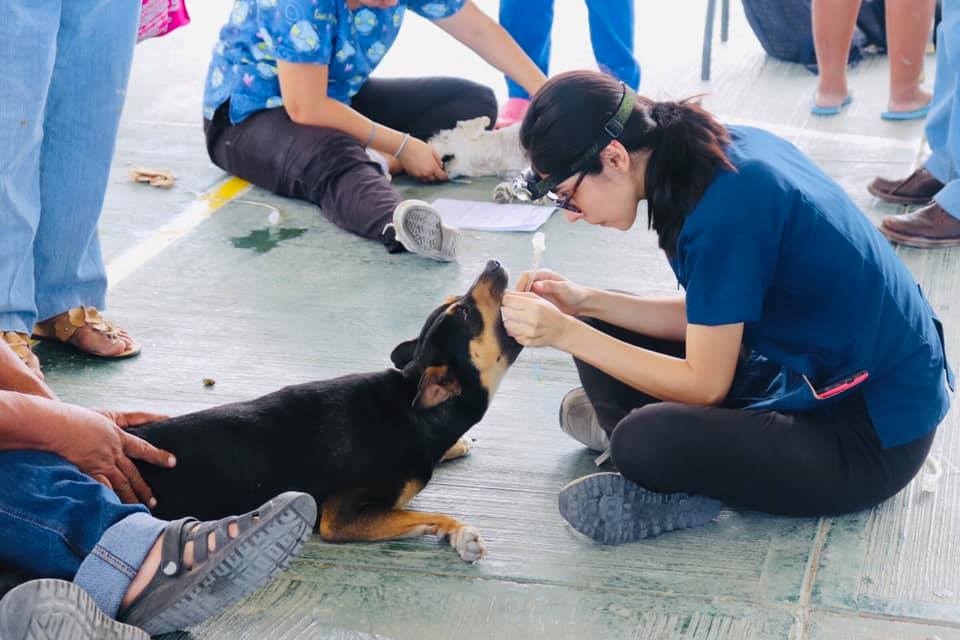 Campaña de esterilización para perros y gatos DIF Municipal Campeche